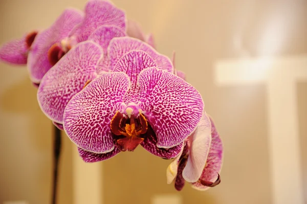 Bella orchidea — Foto Stock