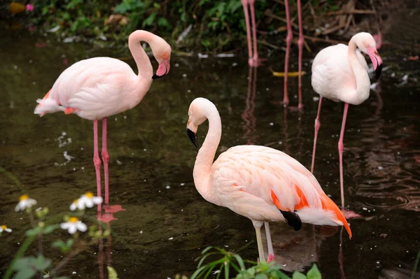 Kırmızı Karayip flamingo — Stok fotoğraf