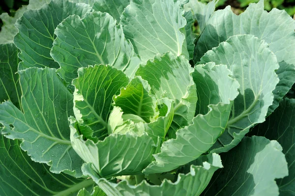 stock image Chinese kale vegetable