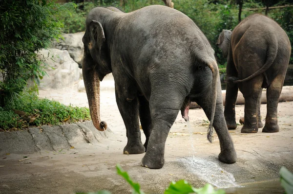Asiatiska elefanter — Stockfoto