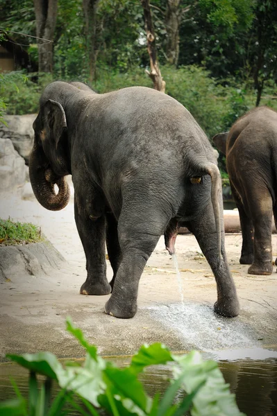 Asiatisk elefant — Stockfoto