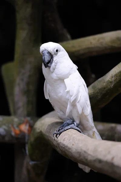 Mooie papegaai — Stockfoto