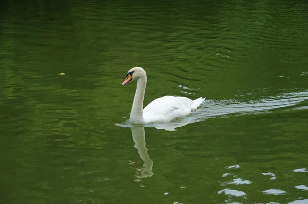 湖の上の白鳥 — ストック写真