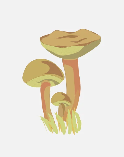 蘑菇；蘑菇 — 图库矢量图片