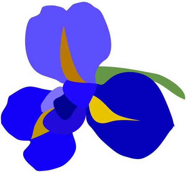 Kwiat Iris — Wektor stockowy