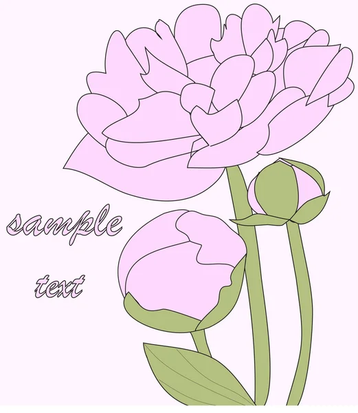 พีโอนี่ ดอกไม้สีชมพู — ภาพเวกเตอร์สต็อก