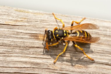 Yellow Jacket Wasp Chews Wood into Pulp clipart
