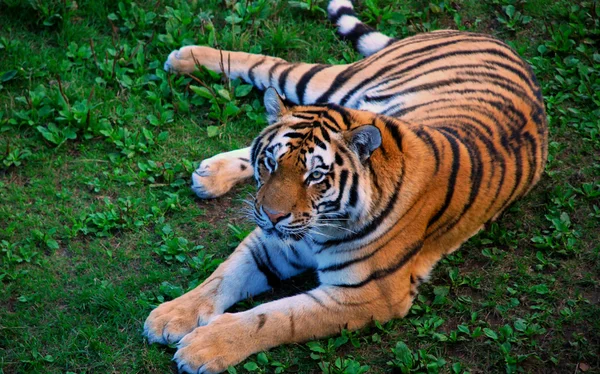 Tiger lying on grass — Stock Photo, Image