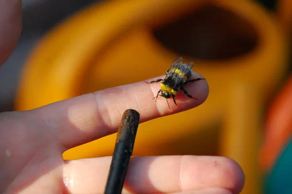 stock image Bumblebee on finger