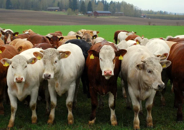 stock image Cows in field