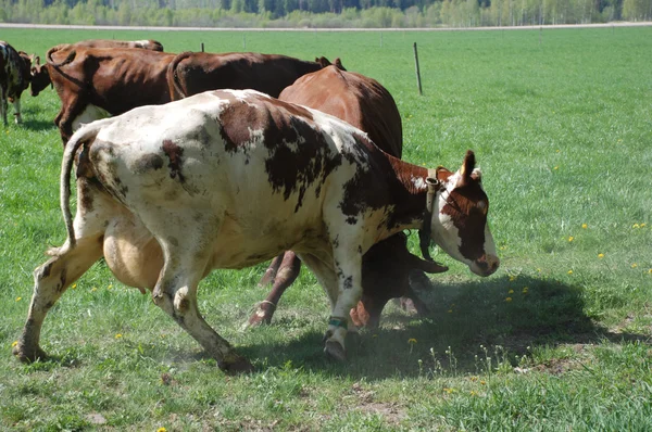 stock image Cows in field