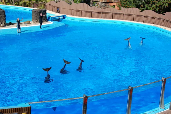 Delfines presumir — Foto de Stock