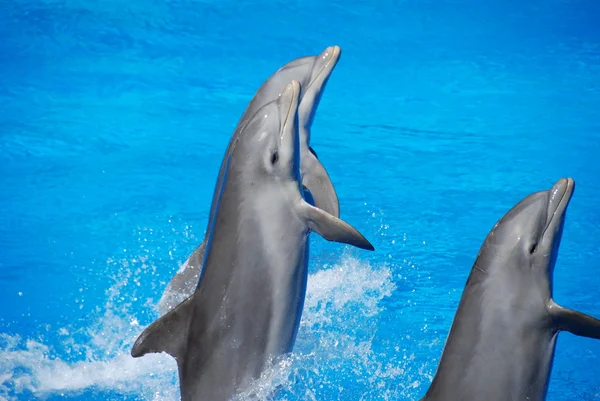 Delfines presumir — Foto de Stock