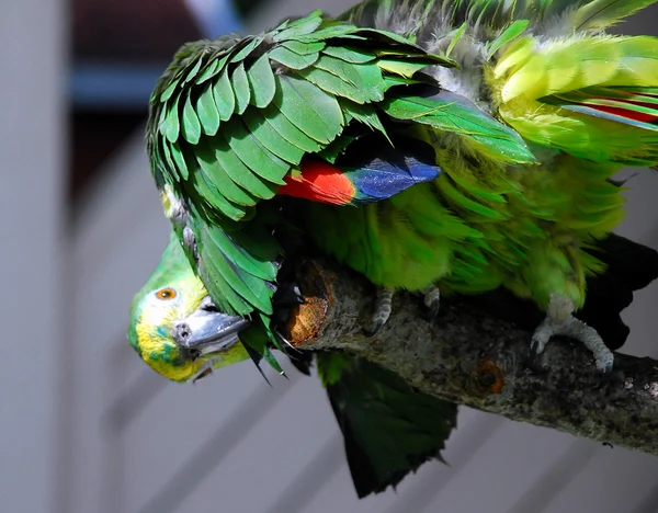 Papagaio-da-amazónia-de-fronte-azul — Fotografia de Stock