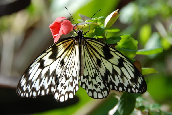 Farfalla Fotografia Stock