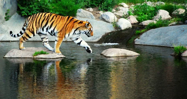 Bella tigre sulla roccia circondata dall'acqua Foto Stock