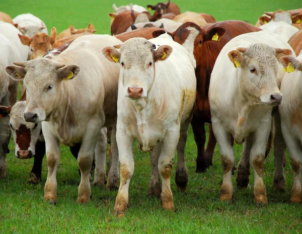 Vacche in campo Foto Stock