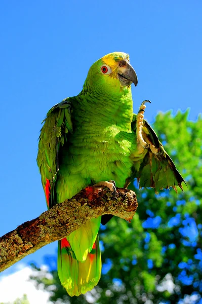 Παπαγάλος μπλε πρόσοψη του Αμαζονίου Royalty Free Φωτογραφίες Αρχείου