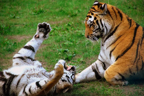 Tygrysy w romantyczny stanowią, w ich naturalnym otoczeniu Obraz Stockowy