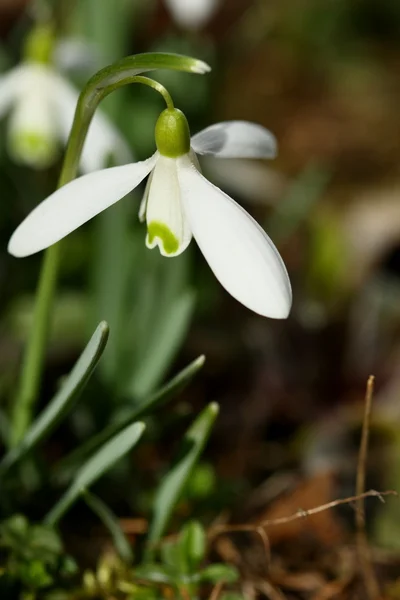 Λουλούδια της λευκόιο — Φωτογραφία Αρχείου