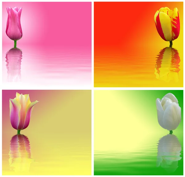 Tulipani rossi, gialli, bianchi e rosa su fondo colorato. Abst — Foto Stock