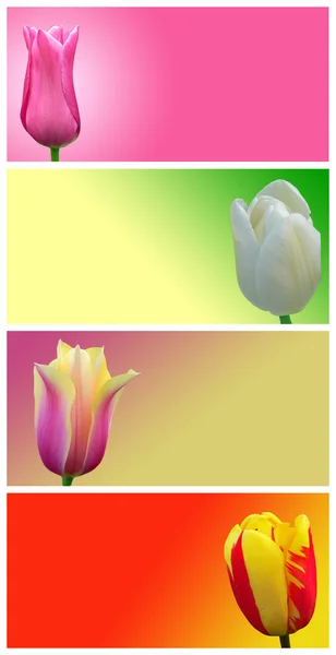 Tulipanes rojos, amarillos, blancos y rosados sobre un fondo de color. Abst. —  Fotos de Stock