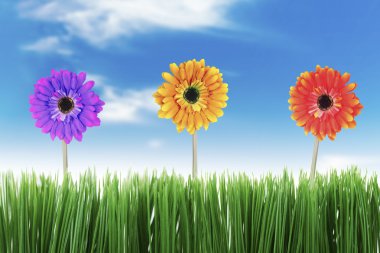 Beautiful Nature in Spring clipart