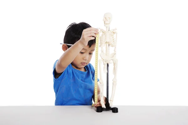 Asiático garoto medindo modelo de esqueleto humano — Fotografia de Stock