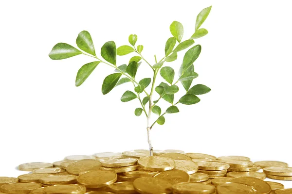 Έννοια της επένδυσης με κέρματα και δέντρο — Φωτογραφία Αρχείου