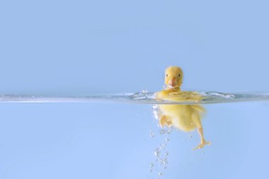 Duck splash clipart