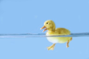 Cute duck swiming on water clipart