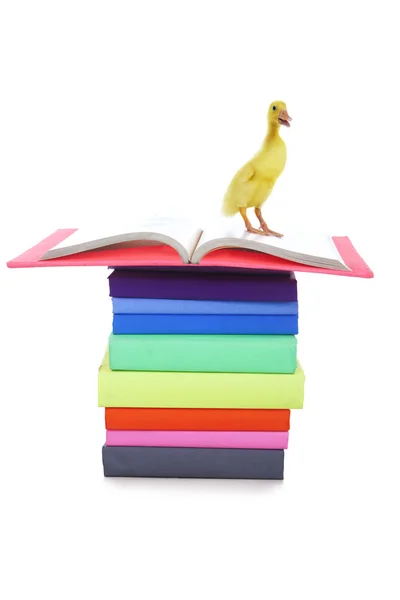 Libros con un lindo pato — Foto de Stock