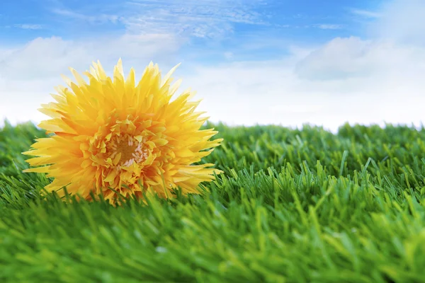 Daisy flower op het gras — Stockfoto