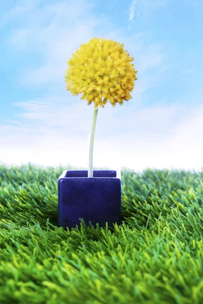 Gelbe Blume auf dem Topf — Stockfoto