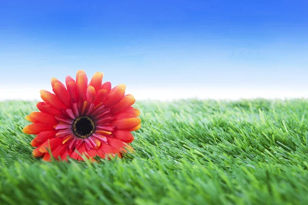 Blume auf Gras schoss über blauen Himmel — Stockfoto