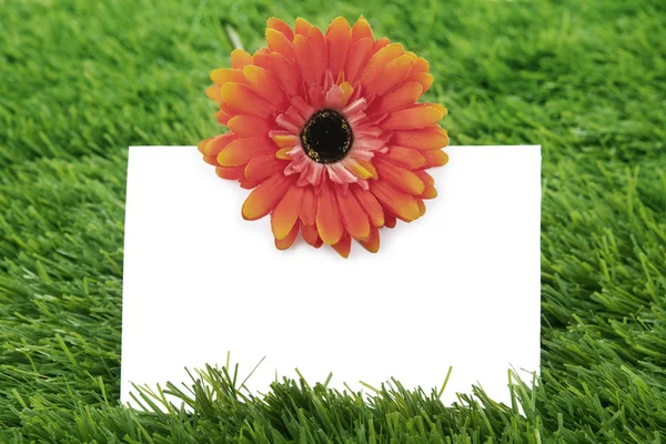 Prázdný papír s garbera na trávě — Stock fotografie