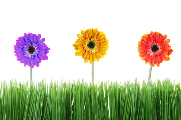 Três flores coloridas de gerbera — Fotografia de Stock