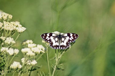 Melanargia Galaksisi