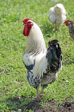 Rooster stands in the yard clipart