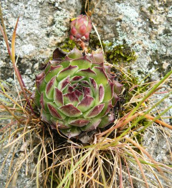 Echeveria, yakın çekim