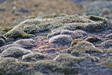 Mosses and lichens, close-up clipart