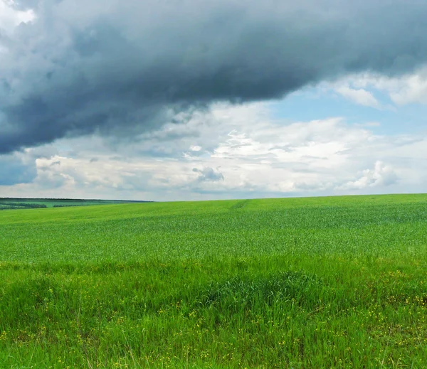 stock image Green grass, blue sky, landscape