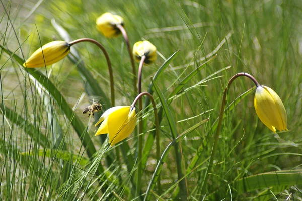 stock image Yellow wild tulip