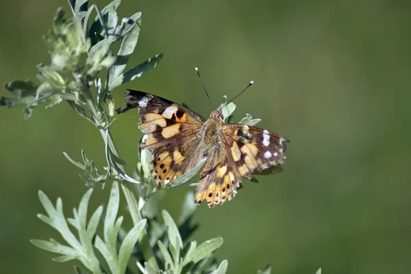 Painted Lady (Vanessa cardui)) — стоковое фото
