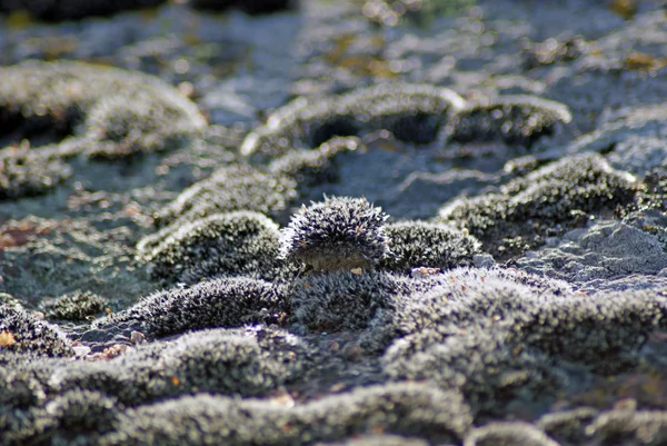 stock image Mosses and lichens, close-up