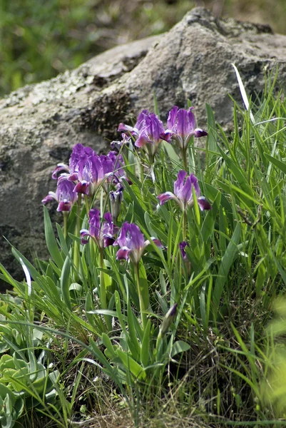 Irissen. (Iris pumila) — Stockfoto