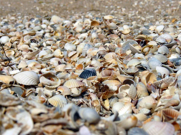 Beach shell — Stock Photo, Image