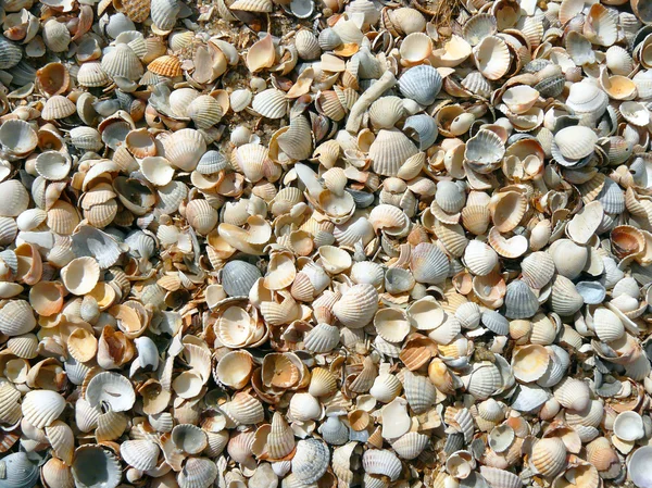 Beach, shell — Stock Photo, Image