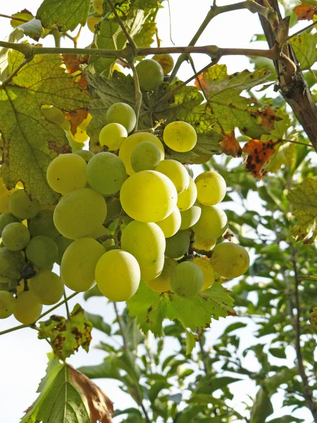 Uvas maduras en la rama — Foto de Stock