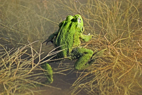 stock image Green frog in the pond